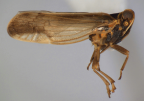 <i>Leptolamia redicula</i> Löcker, adult male