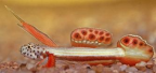Gobiidae - <I>Discordipinna</I>