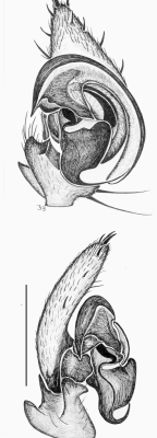 Male palp dorsal and retrolateral view (scale 0.5 mm)