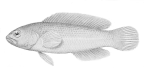 Holotype of <I>Pseudochromis quinquedentatus</I>
