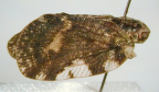 <i>Aprivesa exuta</i> Melichar, type species of <i>Aprivesa</i> Melichar.